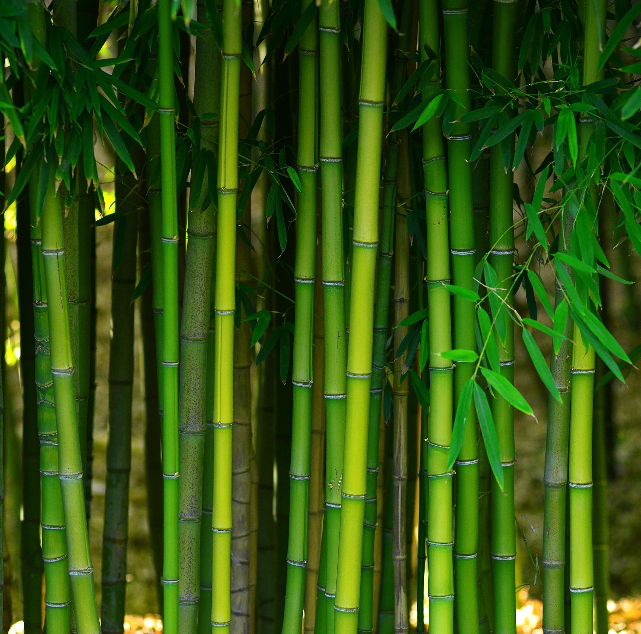 bamboo forest from Carpet Depot Inc in the North Hollywood, CA area